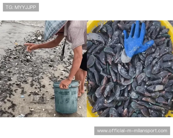 惠州台风后海鲜资源丰富，赶海现象背后生态解析，惠州海边能赶海吗