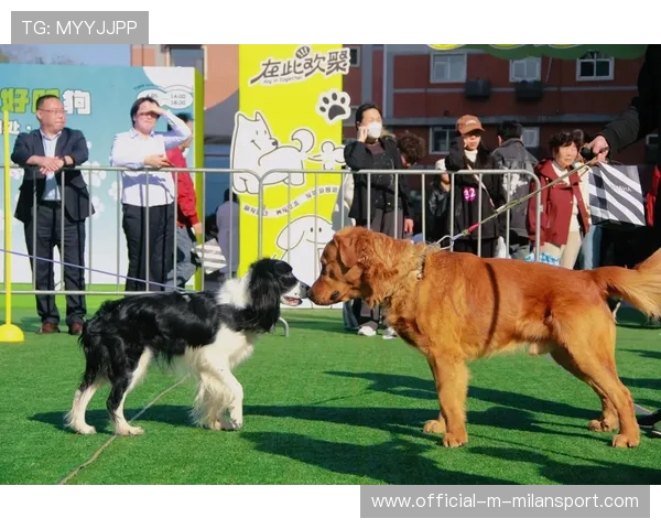 运动“萌宠”助阵：赛场上最萌的“明星”